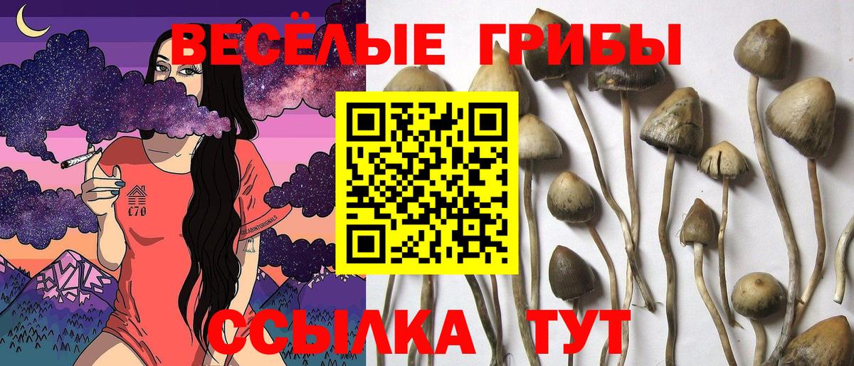 Галлюциногенные грибы Magic Shrooms Зеленогорск